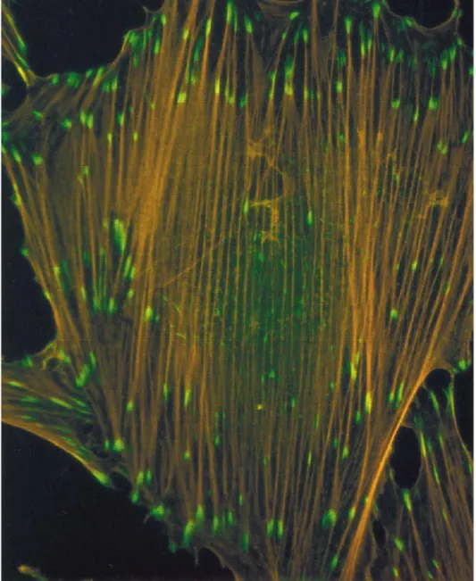 FIG. 1. Focal adhesions localize at the ends of actin stress fibers. A rat embryo fibroblast is immunostained for the focal adhesion protein vinculin (green) and for actin stress fibers (red)