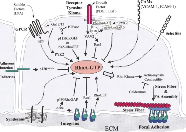 FIG. 2. Multiple signaling pathways control focal adhesion assembly by coordinately regulating the activation of the small GTP-binding protein RhoA