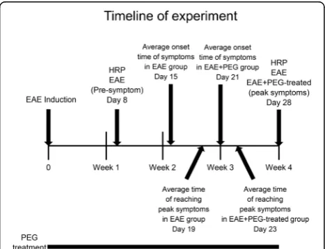 Fig. 1 Experimental design and time course. Diagram illustrates thetime course of the overall experiment related to EAE, pre-symptom(EAE) and peak symptom (both EAE and EAE + PEG-treated) groups.In addition, the time points when the HRP-exclusion assay was