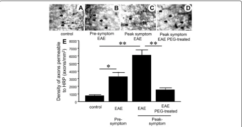 Fig. 2 Membrane permeability assessed by HRP-exclusion test. Horseradish peroxidase (HRP)-exclusion test determined amount of axonal membranedamage in healthy control mice (n = 5), pre-symptom EAE mice (n = 7), peak symptom EAE mice (n = 6), and peak sympt