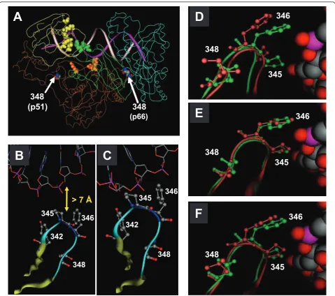 Figure 1 Interaction between residue N348 in the p51 subunit of HIV-1 RT and the RNA template
