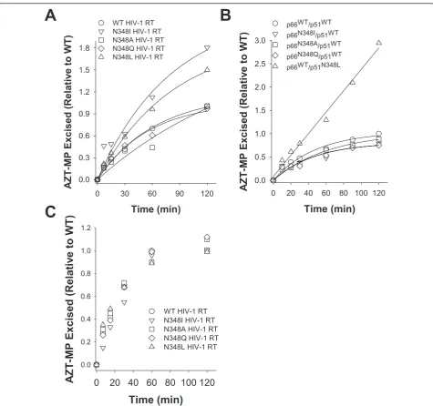 Figure 3 AZT-MP excision activity of HIV-1 RT containing mutations at residue 348. A) Time course of ATP-mediated AZT-MP excisionreactions carried out by HIV-1 RT containing mutations at residue N348 in both subunits of the enzyme on an RNA/DNA T/P