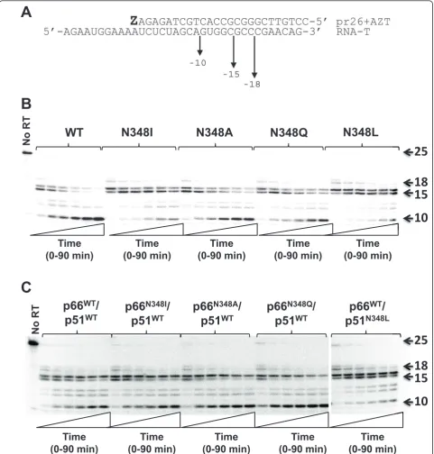 Figure 4 RNase H cleavage activity of recombinant purified HIV-1 RT that contained mutations at residue N348