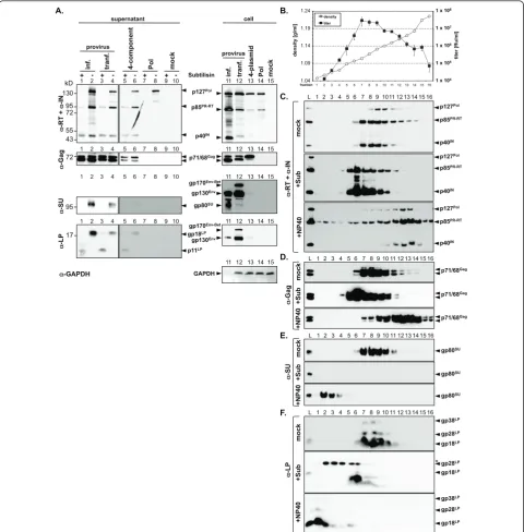 Figure 1 Analysis of PFV Pol particle association in virus samples of different origincomponent, lane 5+6 [15 ml sup], lane 13 [1/30 10 cm dish]), transient transfection with the Pol expression construct p6iPol (4alone (Pol, lane 7+8 [15 ml sup], lane 14 [