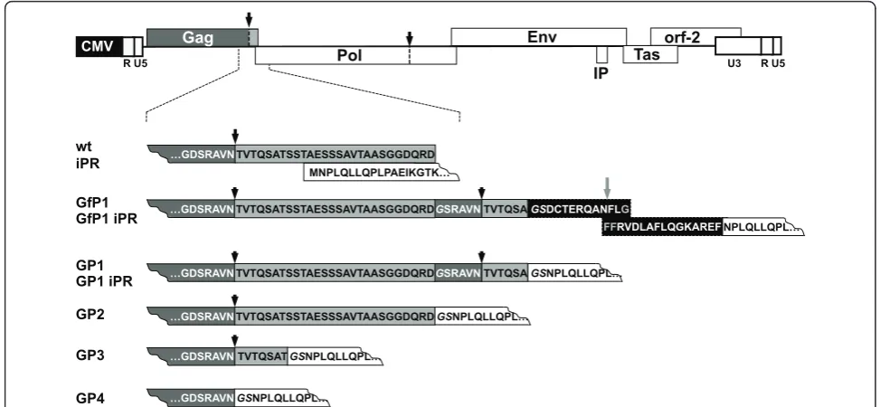 Figure 2 Schematic illustration of PFV Gag-Pol expression constructs. Schematic outline of the parental proviral expression constructpczHSRV2 wt
