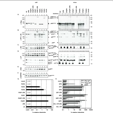 Figure 3 Analysis of expression constructs for different Gag-Pol fusion proteins. 293T cells were transiently transfected with the individualproviral expression constructs (A-E) or Gag/Pol packaging constructs in context of the replication-deficient 4-comp