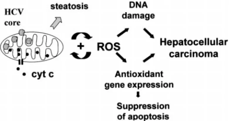 Figure 7. Model for the role of mitochondrial ROS production in pathogenesis of hepatitis C.