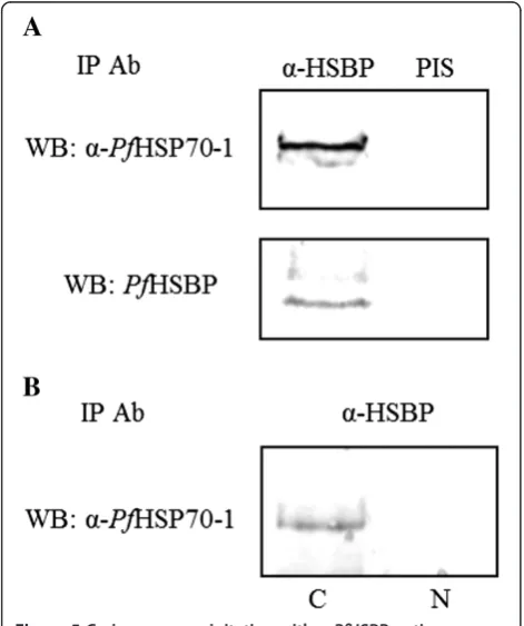 Figure 5 Co-immunoprecipitation withperformed onimmunoblot analysis withconfirmsfortwo proteins;α α-PfHSBP antiserum PfHSBP-PfHsp70 interaction