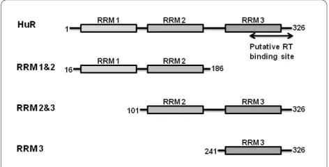 Figure 1 Schematic representation of HuR constructs used this study. The three RRM domains are depicted by boxes and the num-bers refer to amino acid positions in the full length proteins