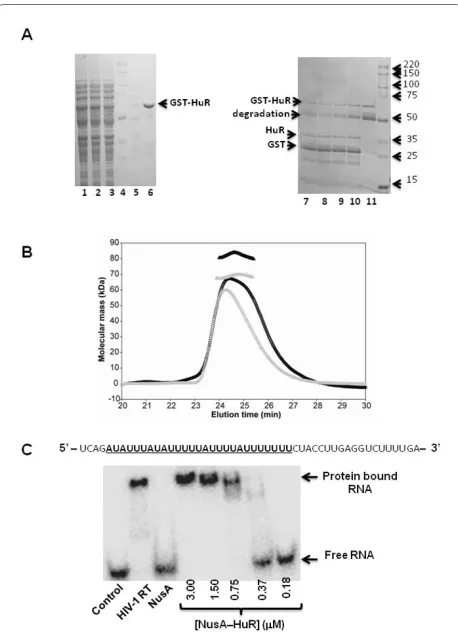 Figure 2 Purification and biophysical characterization of GST- and NusA-HuR. (A) Analysis of the expression and purification of GST-HuR by SDS PAGE