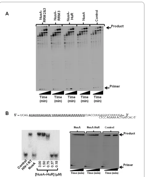 Figure 4 Steady-state DNA synthesis by HIV-1 RT in the presence of NusA-HuR. (A) HIV-1 RT DNA synthesis on a heteropolymeric RNA template corresponding to the HIV-1 sequence of (-) strong stop DNA