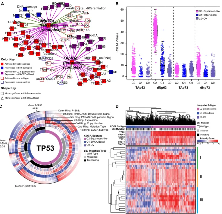 Figure 5. Comparison of Molecular Characteristics of C2-Squamous-like, C4-BRCA/Basal, and C9-OV Subtypes Reveals Differences in TP63 and TP53 Signaling