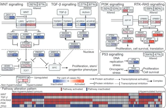 Figure 4 | Diversity and frequency of genetic changes leading to deregulation of signalling pathways in CRC