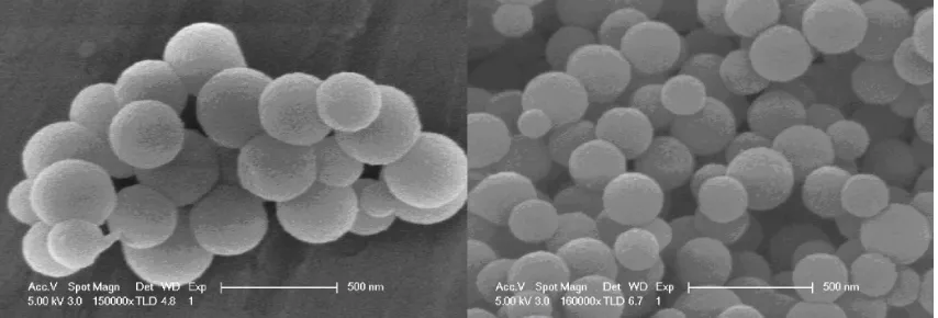 Figure 1 Scanning electron microscopic images of amino-modified silicon nanoparticles.Note: Bars, 500 nm.
