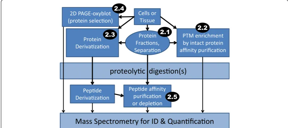 Figure 1 Workflows for PTM identification (ID) and quantification by MS. Inset black ovals with white text specify review sections pertainingto these methods.