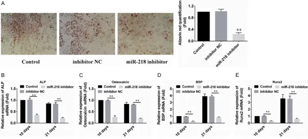Figure 3. Down-regulation of miR-218 inhibited PDLSC osteogenic differentiation. A. 10 days after induction, the cells were stained with alizarin red (pH = 4.1), and the results showed that PDLSCs transfected with miR-218 inhibitor formed fewer mineralized