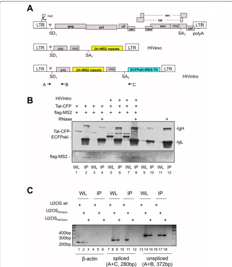 Figure 1 Detection and identification of HIV-1 RNA associated factors. A) Description of the HIV-1 constructs