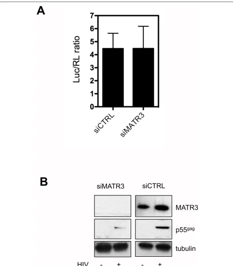 Figure 3 MATR3 is a post-transcriptional cofactor of HIV-1transfected with the indicated siRNAs
