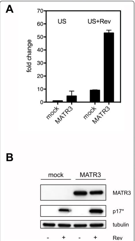 Figure 5 MATR3 overexpression promotes Rev activitypresented as fold change, whereby 293T cells transfected with vHY-IRES-TK and Tat in the absence of Rev were set as 1