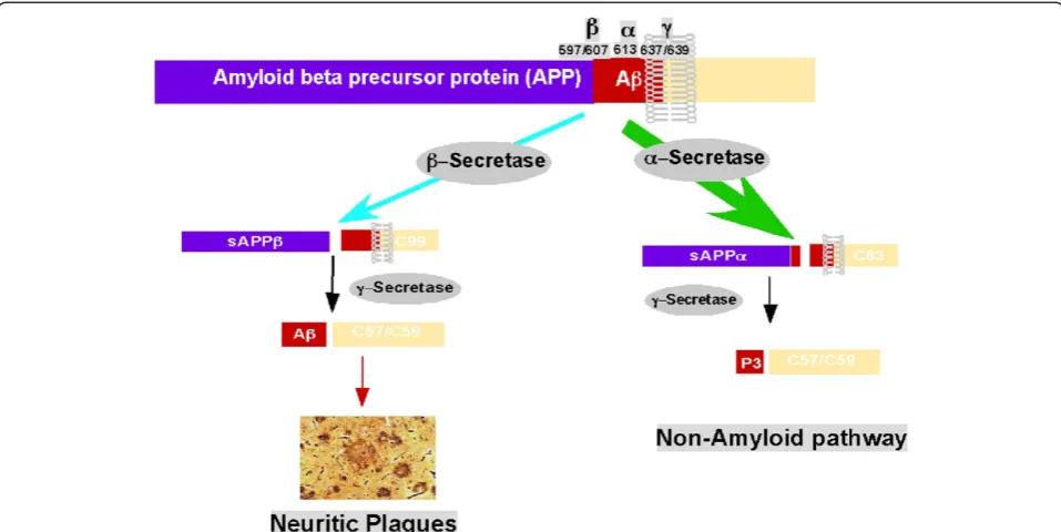 Figure 1 APP processing pathways. Under the physiological conditions, the majority of APP undergoes the non-amyloidogenic pathway