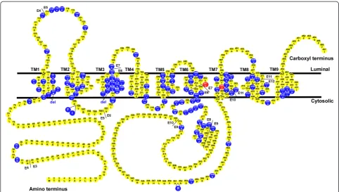 Figure 2 Presenilin 1 structure. This diagram shows the amino acid sequence of PS1 and the distribution of the FAD-associated mutations.Blue circles represent the FAD-associated mutations and red circles indicate the two catalytic active aspartates.