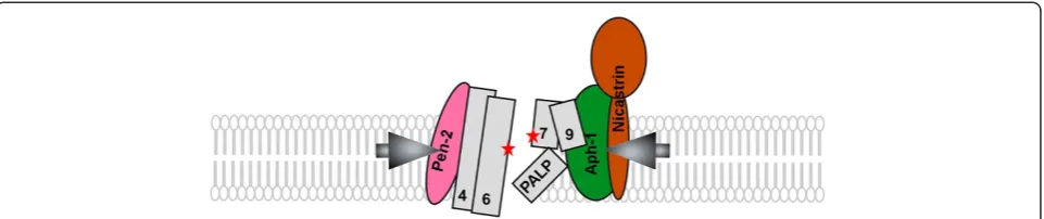 Figure 3 γ-secretase complex and the formation of the catalytic pore of PS1. PS1 transmembrane domains (TMDs) are shown as columnswith numbers