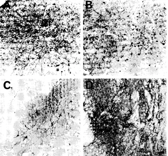 Fig.  5.  The  expression  of  /3-galactosidase  in  adult  inferior  colliculus  and  olfactory  tubercle  7  days  and  3  months  after  a  1  /.1.1 infusion  of  AAV-IacZ  (5  X  10 4  particles/#l)