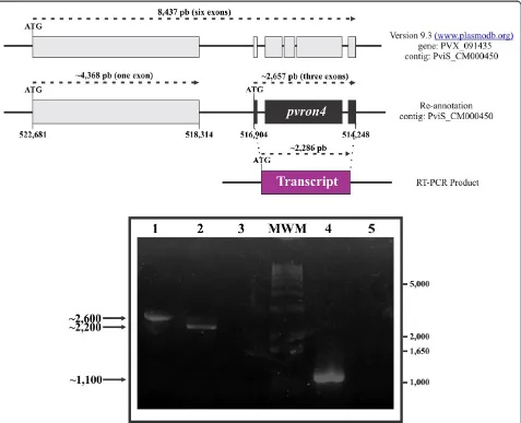 Figure 1 Re-annotation ofcodon initially reported in PlasmoDB. Amplification of the expected PCR products foragarose gel