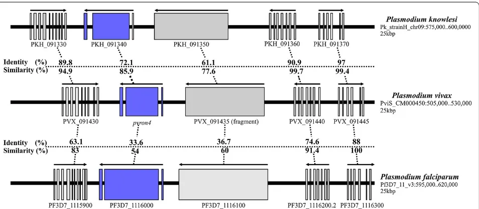 Figure 2 Syntenic analysis of the chromosome region containing ron4 in Plasmodium knowlesi, Plasmodium falciparum andPlasmodium vivax