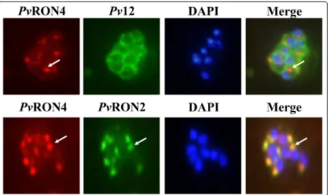 Figure 4 Pvmembrane protein fluorescence pattern, while showing overlapping with the pattern for the rhoptries obtained with the anti-The arrows indicateRON4 co-localization studies with Pv12 and PvRON2