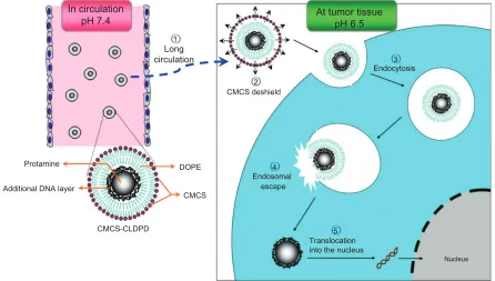 Figure 1 Schematic representation of multifunctional o-carboxymethyl-chitosan cationic liposome-coated deoxyribonucleic acid/protamine/deoxyribonucleic acid complexes delivery process