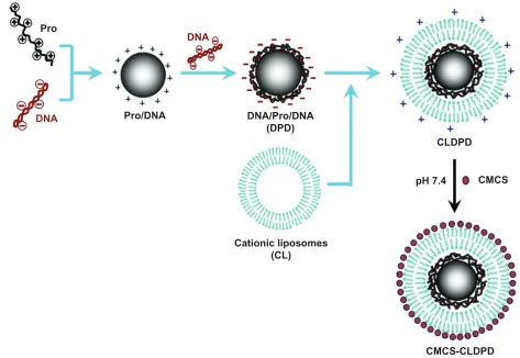 Figure 2 Schematic representation of the assembly process of multifunctional o-carboxymethyl-chitosan cationic liposome-coated deoxyribonucleic acid/protamine/deoxyribonucleic acid complexes