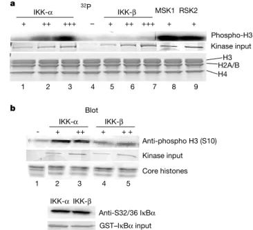 Figure 4 IKK- a modulates global levels of histone H3 phosphorylation. Acid-soluble proteins were extracted from asynchronous IKK wild-type, IKK- a 2/2 and IKK- b 2/2 MEFs, and were immunoblotted with anti-phospho-specific Ser 10, anti-phosphorylated/