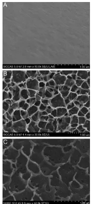 Figure 1 Surface SEM views of Ti (Note: Abbreviation: A), NT (B), and Ag-NT (C) samples.Scale bar = 1 µm.SEM, scanning electron microscopy.