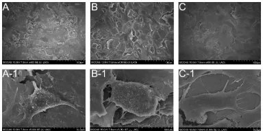 Figure 5 shows the SEM images of Ti, NT, and Ag-NT sur-faces seeded with osteoblast cells for 1 day