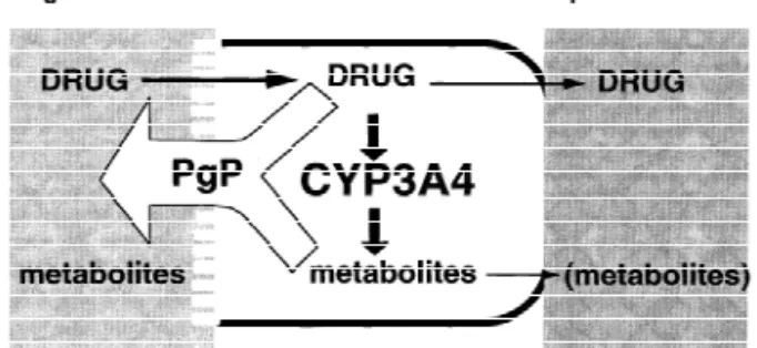 Fig. 4. Potential functional relationships between enterocyte P-