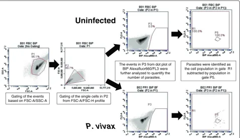 Figure 3 Gating strategy for BiP + events. Uninfected erythrocytes were used as a control for gating purpose