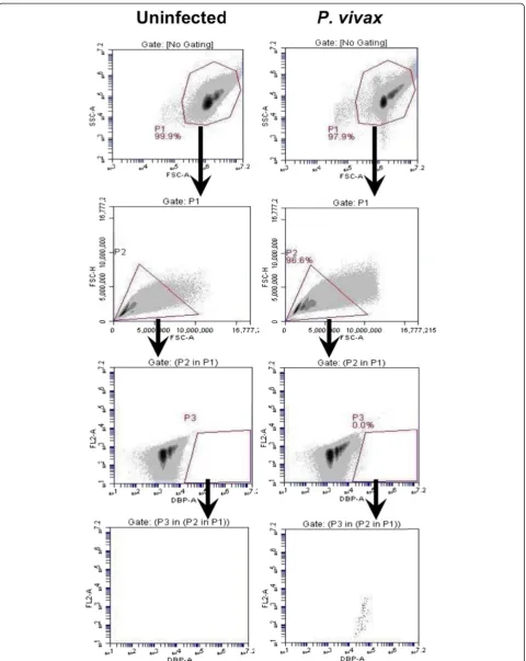 Figure 5 Gating strategy for DBP positive (DBP+) events. The events in gate P1 were viewed in a FSC-A/FSC-H profile to distinguish andselect cell singlet in gate P2