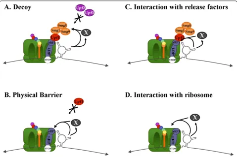 Figure 8 The RSE may act as an NMD insulator. Either through a direct interaction with the RNA, or mediated through a protein, the RSEmay act as an NMD insulator