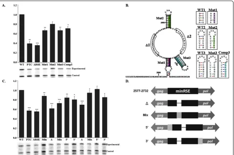 Figure 3 Mutations within the minimal RSE suggest that multiple regions of sequence and structure contribute to function