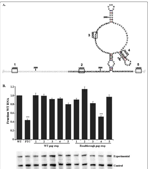 Figure 4 A premature termination codon inserted within the RSE at position 2685 underwent decay when readthrough of the gagstop codon was forced