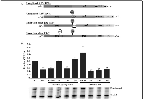 Figure 6 The natural viral UTRs can substitute for the RSE after the gag termination codon, but not after a premature terminationcodon