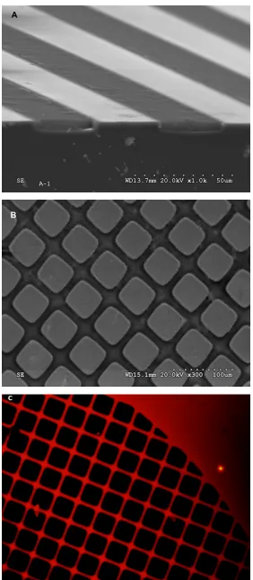 Figure 1 Perspective scanning-electron microscopy images from a cross-section performed in micropatterns showing (A) alternating Si and nanostructured porous silicon stripes, (B) and Si/nanostructured porous silicon square grids