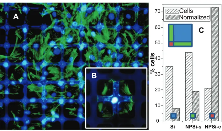 Figure 2 (stained blue. (A) Fluorescence microscopy images of hMSCs on 100 µm Si/25 µm nanostructured porous silicon square micropatterns