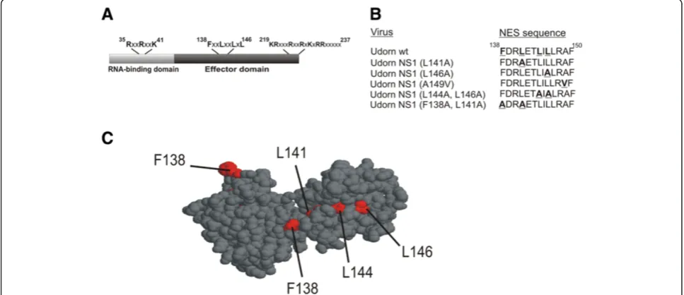 Figure 1 The nuclear export signal of A/Udorn/72 NS1. A, schematic representation of A/Udorn/72 NS1 with the localization signals NLS1(aa 35–41), NES (aa 138–146) and NLS2/NoLS (aa 219–232) indicated