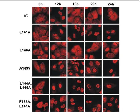 Figure 2 Nuclear-cytoplasmic localization of wild-type and mutant NS1 proteins in A549 cells during infection