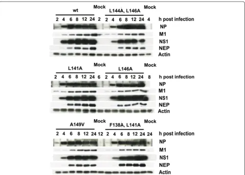 Figure 5 Expression kinetics of viral proteins during infection. A549 cells were infected at MOI 1 with A/Udorn/72 wild type and mutantviruses and cell lysates were collected at the indicated time points