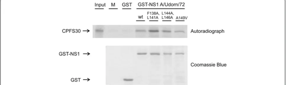 Figure 6 The effect of NS1 NES mutations on recombinant virus-induced interferon production and IRF3 and Akt phosphorylation.A549 cells on 6-well plates were infected at three different MOI values for 20 h after which the supernatants and cell lysates were