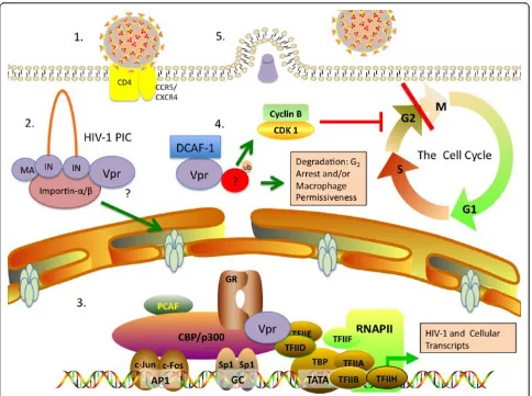 Figure 1 The role of Vpr in HIV-1 infection and host permissivenessphosphorylation of Chk1, which increases viral production