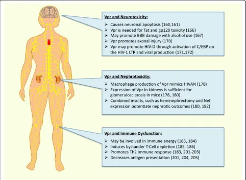 Figure 2 Summary of HIV-1 pathology involving Vpr. Vpr is likely important for both immune dysfunction as seen in AIDS and associateddiseases including HIV-D and HIVAN.